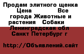 Продам элитного щенка › Цена ­ 30 000 - Все города Животные и растения » Собаки   . Ленинградская обл.,Санкт-Петербург г.